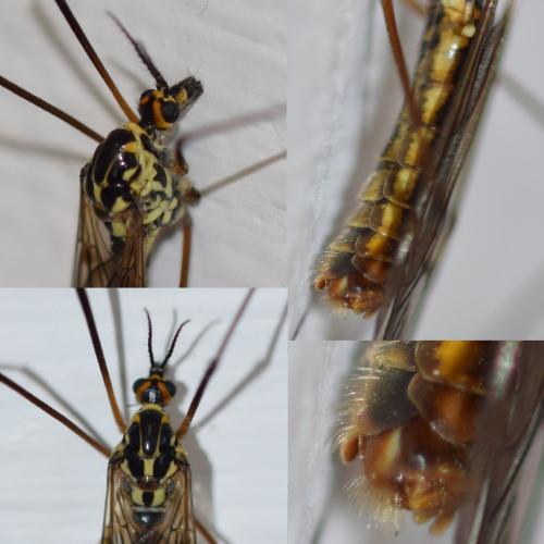 Nephrotoma appendiculata